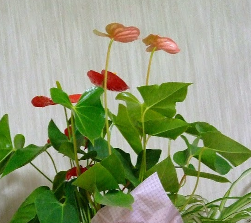 Anthurium, a birthday flower of March 17th photo
