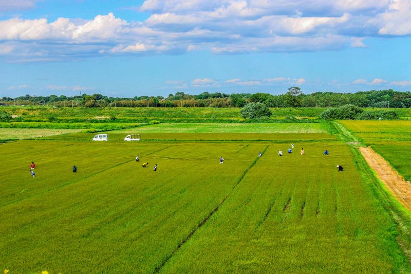 Isn't everyday rice day?  photo