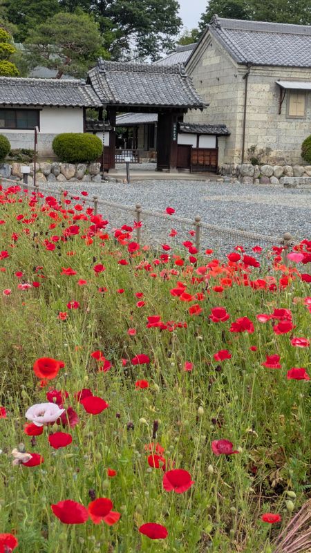 Too late for the poppies in Kumagaya this year photo