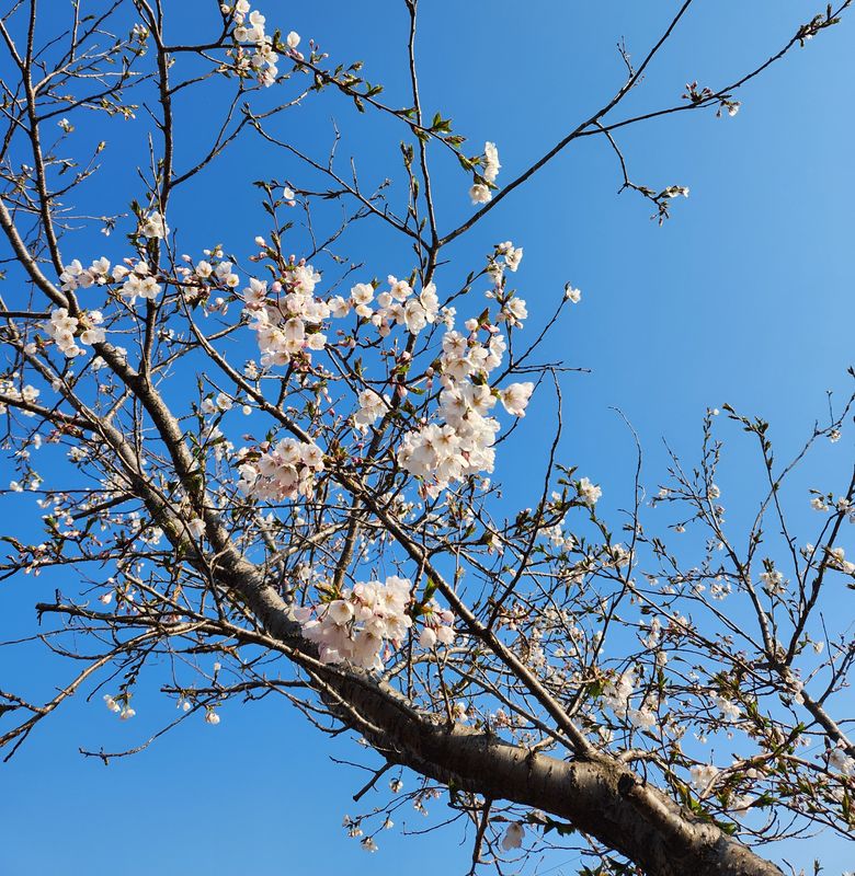 Japan's happiness (and what makes it up?) photo