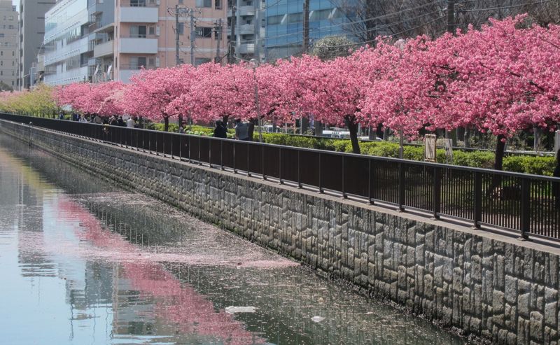Early cherry blossom in Tokyo photo