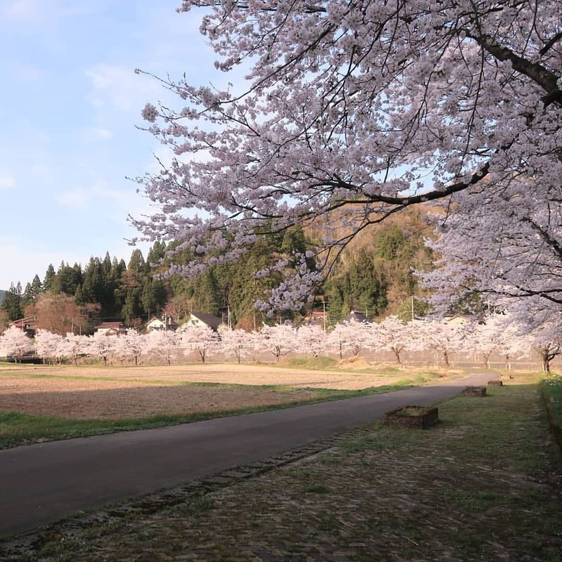 The perfect place for a spring stroll in Joetsu photo