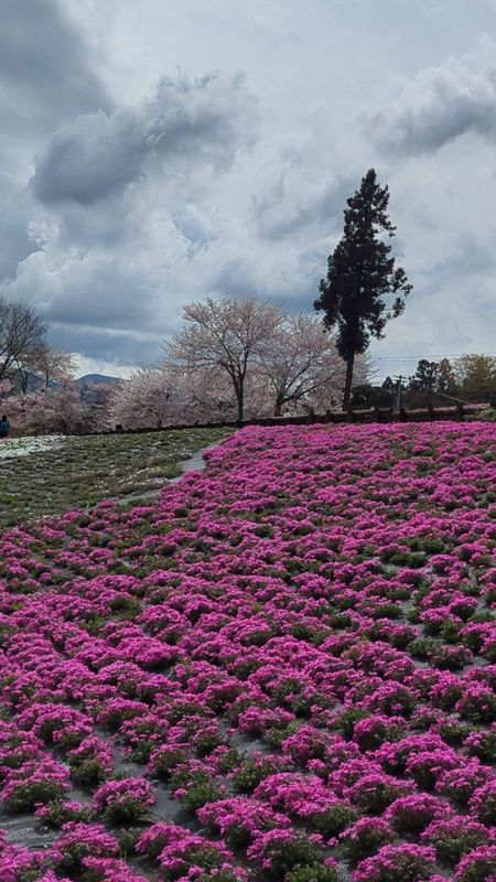 The Shibazakura have started to bloom  photo