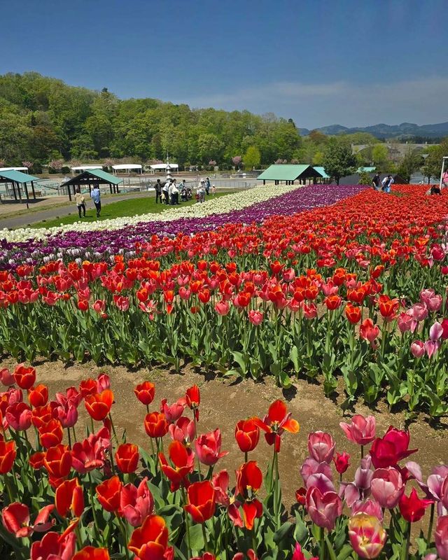 Niigata's Prefectural Flower: the tulip photo