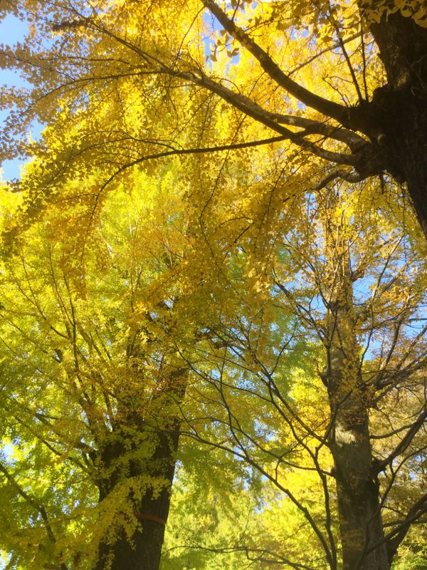 Kasukabe Hachiman autumn mini pilgrimage photo