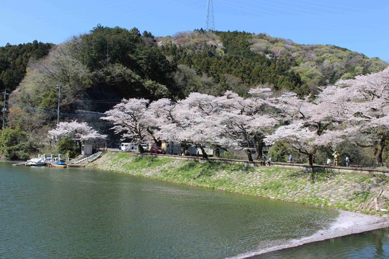 Lake scenery in cherry blossom season photo