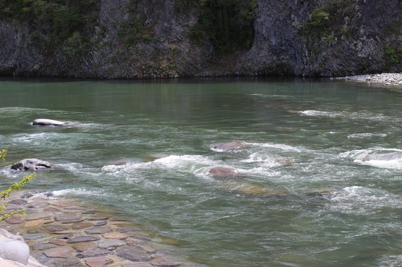 A day for freshwater crucian carp photo