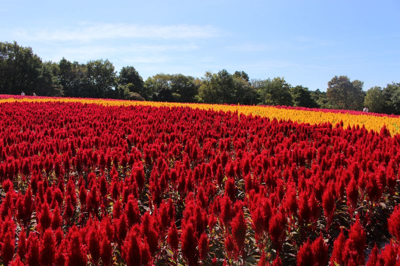 Fall flowers: cock's comb photo