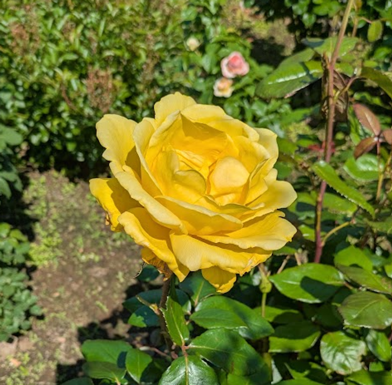 The yellow rose, a birthday flower of June 7th photo