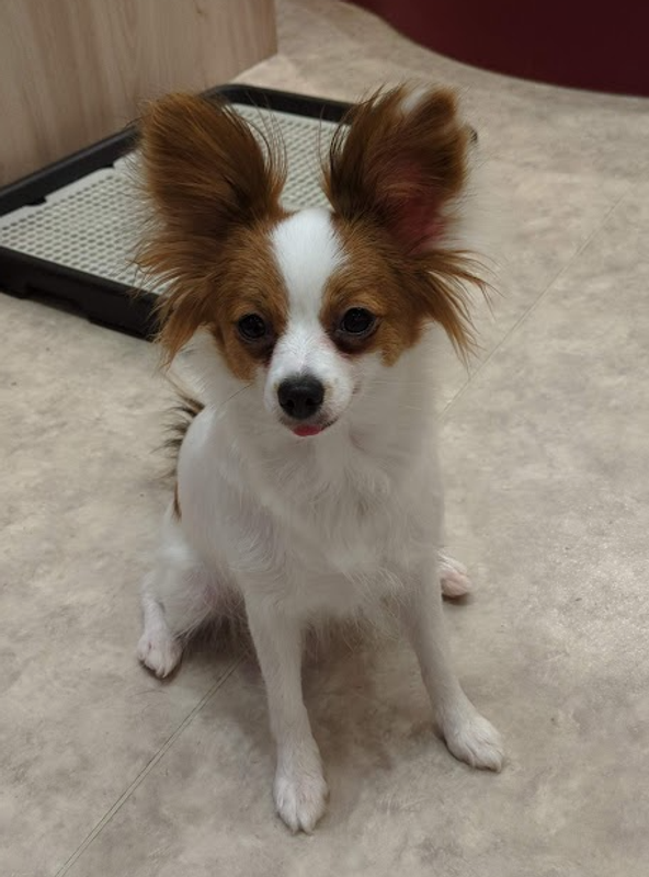 Papillon Appreciation Day photo