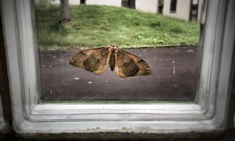 My School was Attacked by Mothra! photo