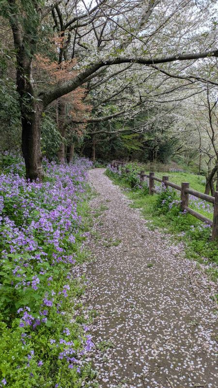 Cherry Blossom Lingo: cherry blossoms with leaves photo