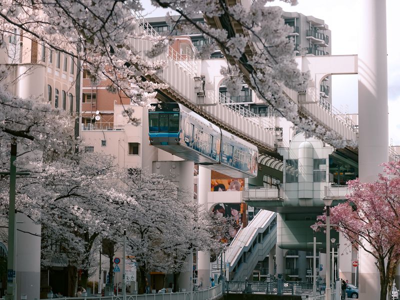 Cherry blossom season coming to a close in Kanto: Images of Japan photo