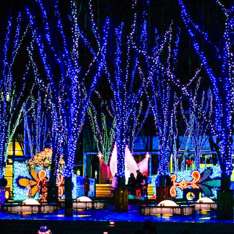 "Blessing Forest" Illumination this winter photo