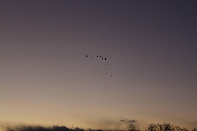 Wild Geese Fly North photo