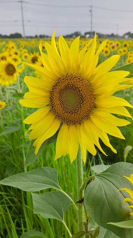 Sunflowers, a birthday flower of July 6th photo