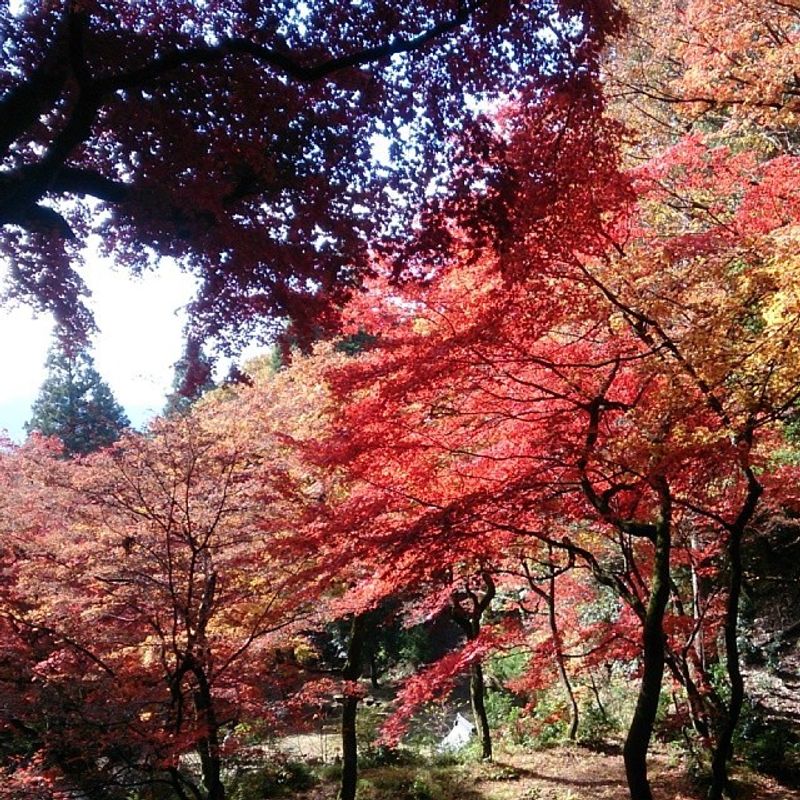 Best spots for viewing autumn leaves in Kansai, how much it costs to get to them photo