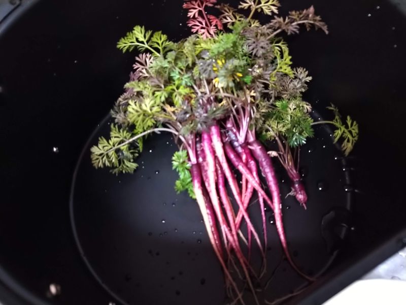 How to Harvest Balcony Vegetables in Japan photo