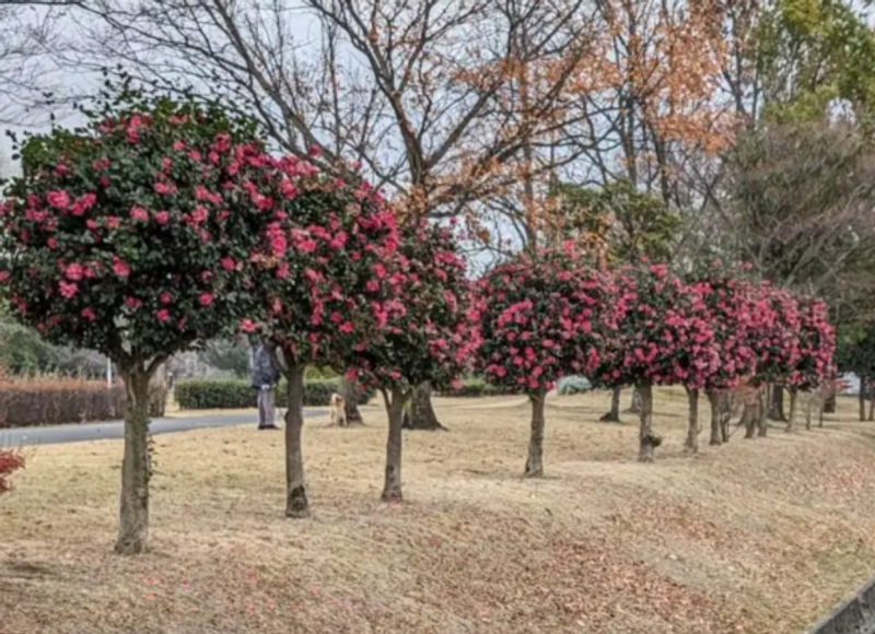Good "tsubaki" (camellia) day photo