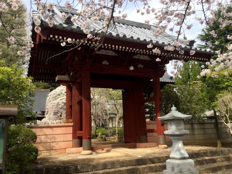 Noda City’s cherry blossom temple photo