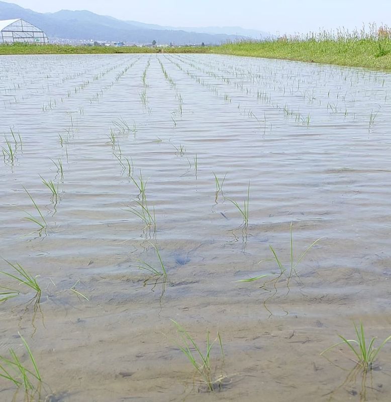 Thankful for rice farmers photo