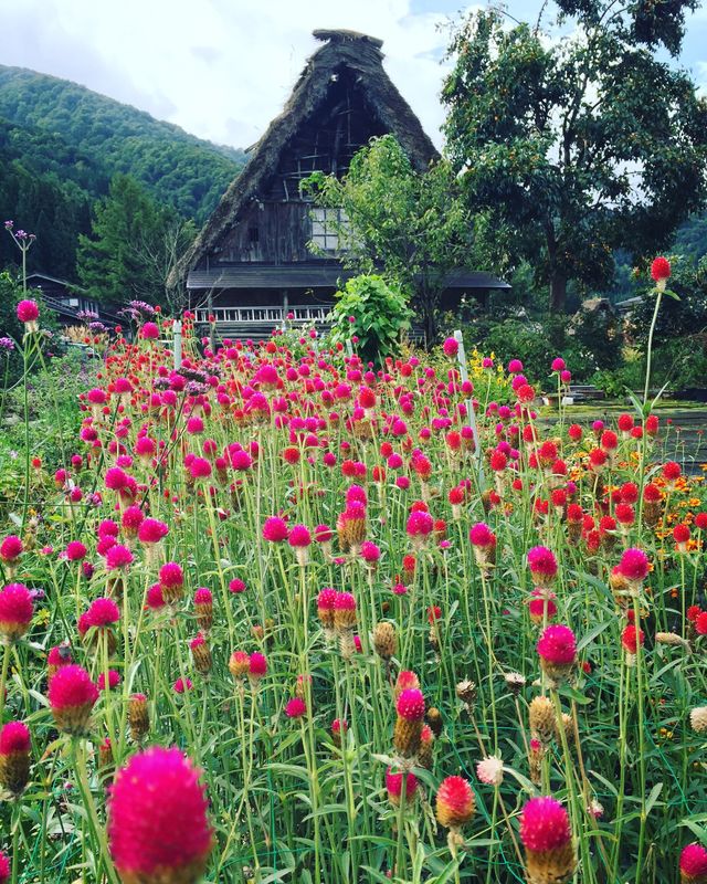 Early autumn at Shirakawago photo