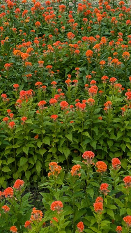 Fall flowers: cock's comb photo