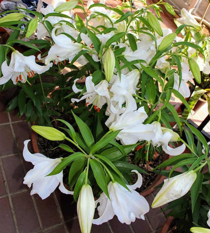 Easter Lily, a birthday flower of July 13th photo