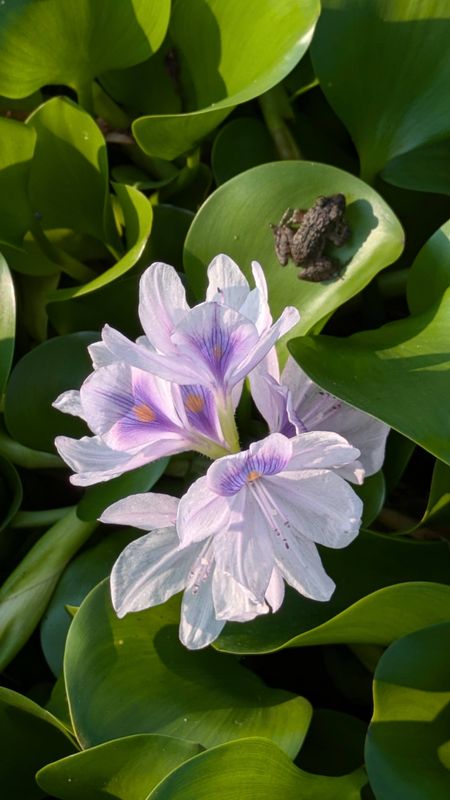 Fall flowers: water hyacinth photo