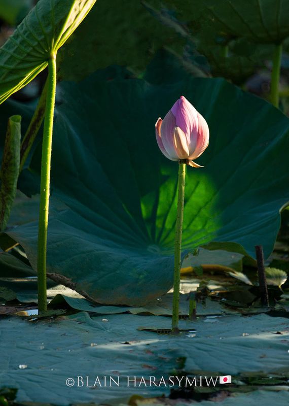 Niigata's Spiritual Lotus Blossom photo