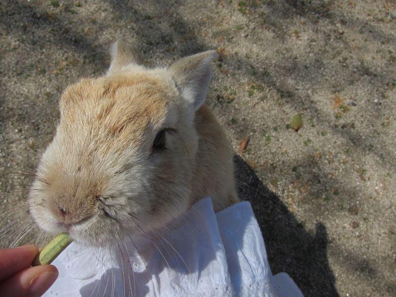 My trip to Okunoshima also called rabbit island photo