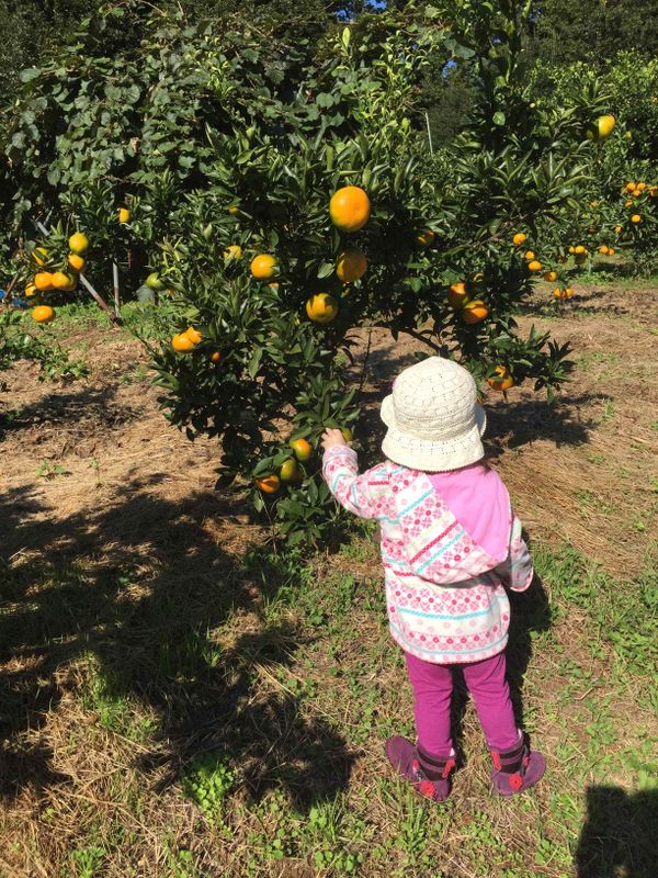 Things I didn't try early on: fruit picking photo