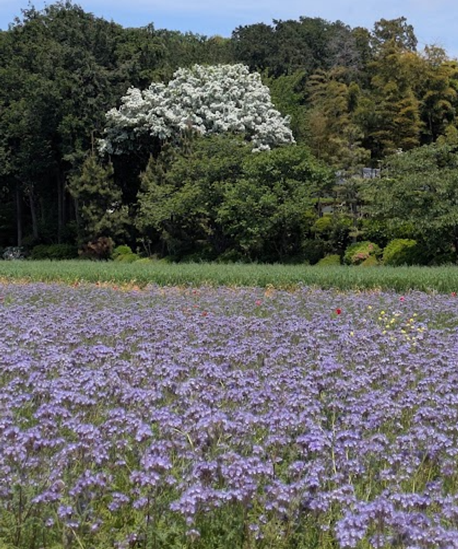 Five flowers in bloom right now in many parts of Japan photo