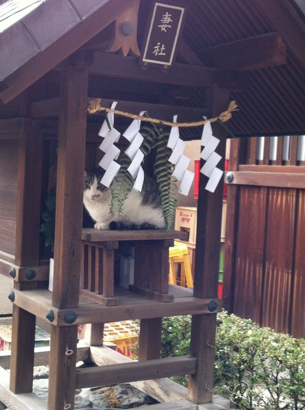 日本画廊的猫 photo