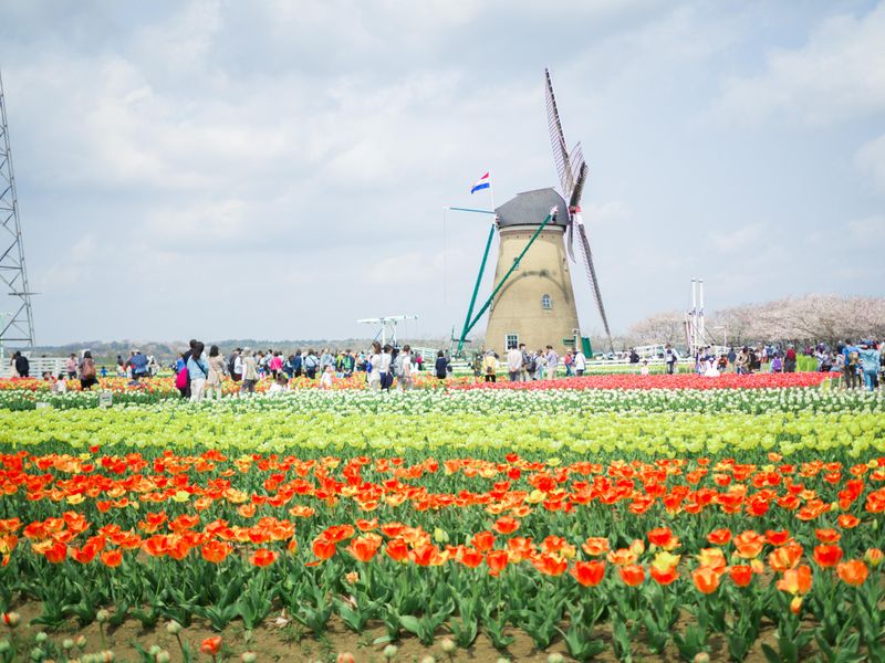 Hoa tulip Sakura 2019 photo