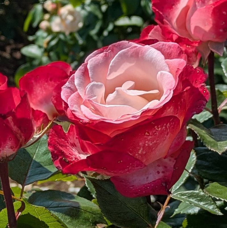 Rose festival at Verny Park, Yokosuka, Kanagawa photo