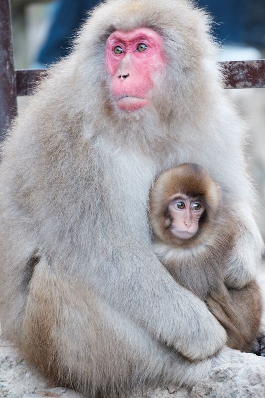 The Japanese Macaques Through Lenses photo