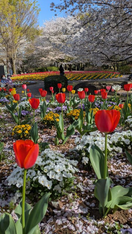 Tulip giving day photo