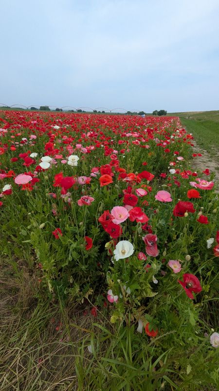 This year's Fukiage Poppy Festival photo