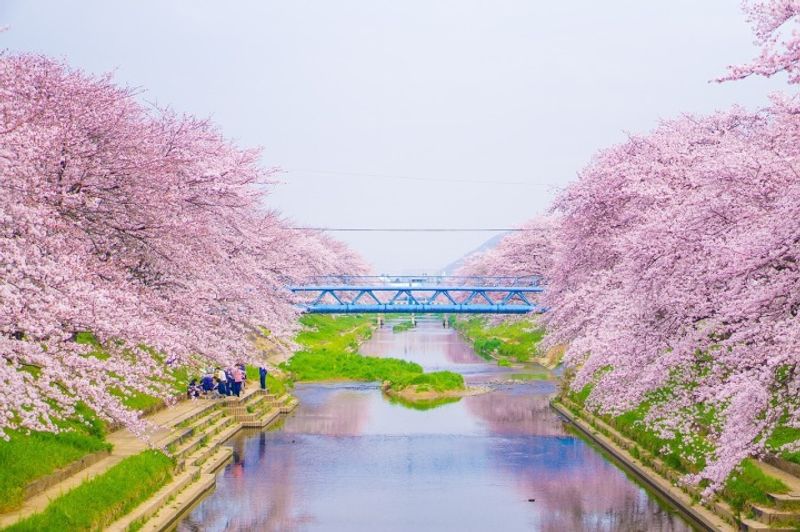 The best places for cherry blossom & 'hanami' in and around Tokyo photo