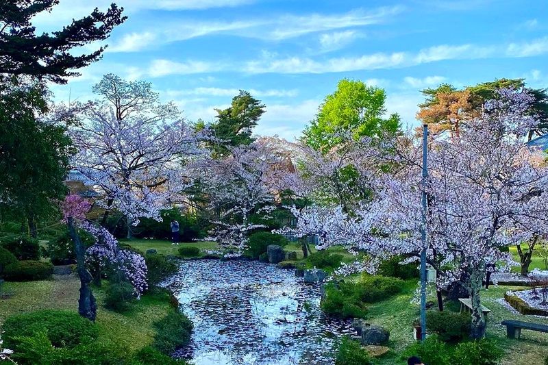 One of Niigata's Top Cherry Blossom Spots photo