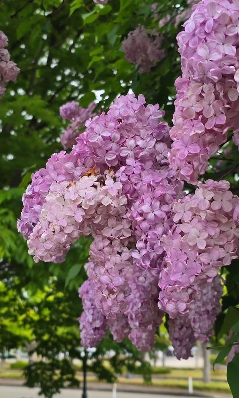 Is sleep the best health hack in Japan? photo