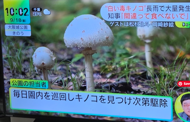 Poisonous Mushrooms on the Rise Due to Prolonged Rainfall photo