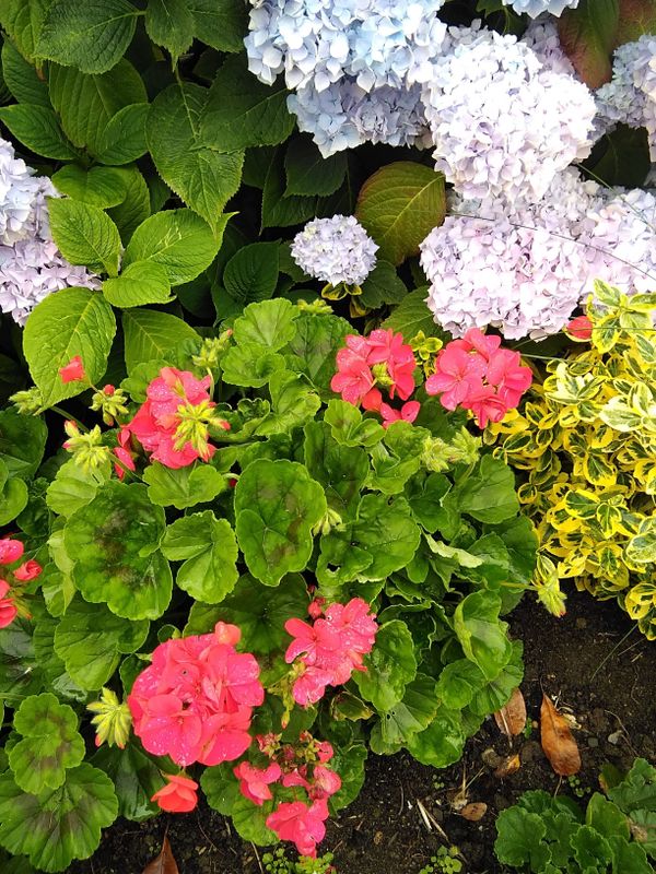 Geraniums, a birthday flower of April 3rd photo