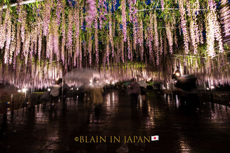 Wisteria - A Different Hanami Experience photo