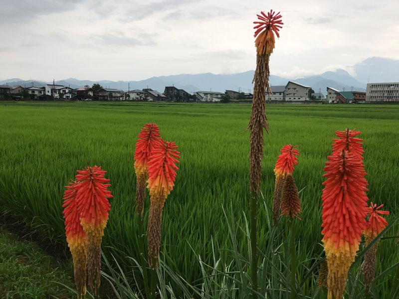Rice fields through the seasons  photo