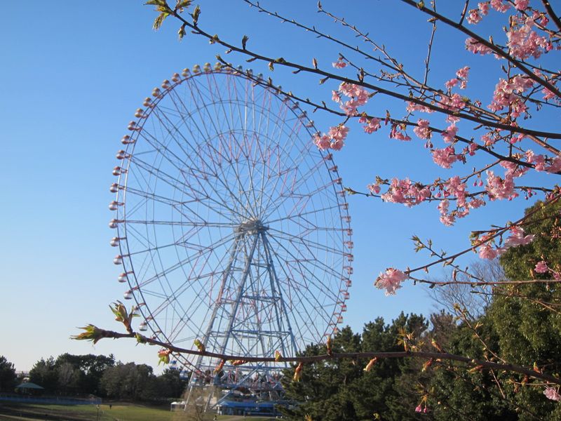 樱花季节已经开始与Kawazuzakura！ photo