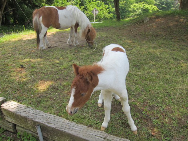 Trang trại ngựa ở Saku (Nagano) photo