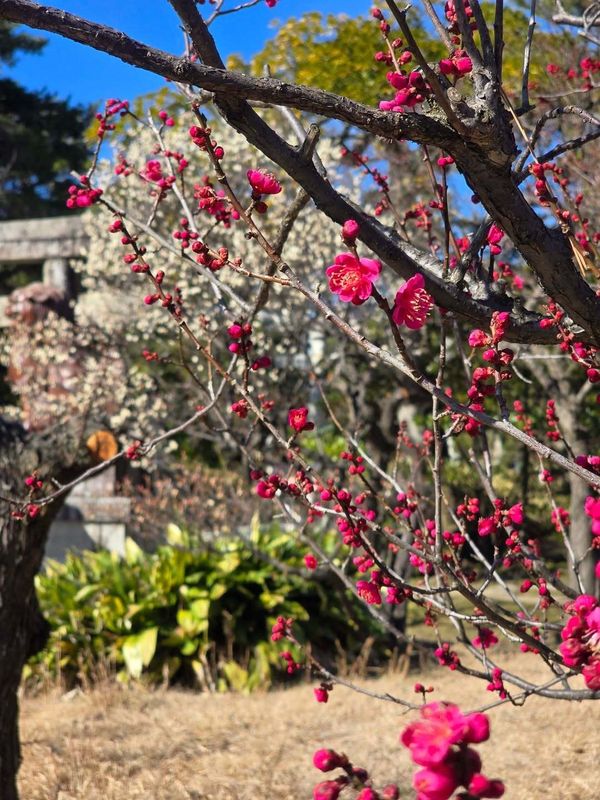 Plum blossoms are out at Hakusan Shrine! photo