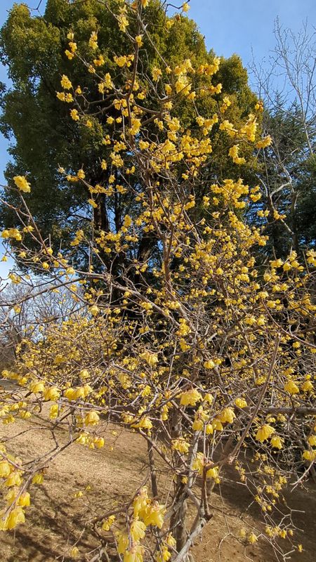 The wintersweet are finally blooming photo